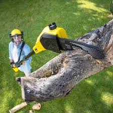 Best Tree and Shrub Care  in Georgetown, PA