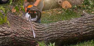 Best Firewood Processing and Delivery  in Georgetown, PA