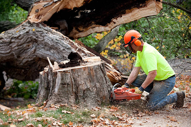 Best Lawn Grading and Leveling  in Georgetown, PA