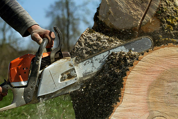 Best Stump Grinding and Removal  in Georgetown, PA